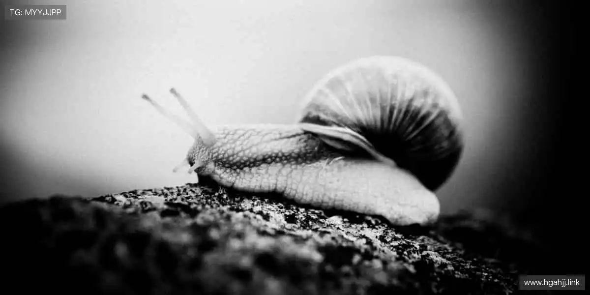 赛事门票快速预订，亲临现场感受震撼🎟️